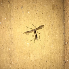 Tricyphona