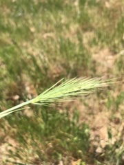 Hordeum marinum
