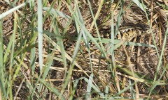 Elgaria coerulea coerulea