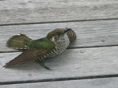 Chrysococcyx lucidus lucidus