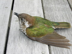 Chrysococcyx lucidus lucidus