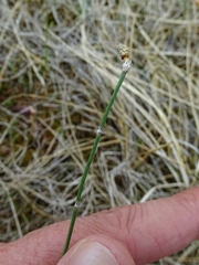 Equisetum variegatum