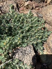 Acmispon brachycarpus