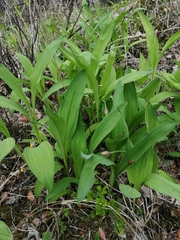 Allium microdictyon