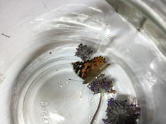 Vanessa cardui