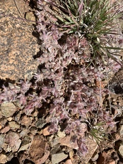 Acmispon brachycarpus