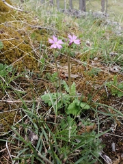 Primula cortusoides