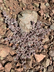 Acmispon brachycarpus