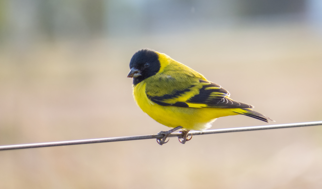 Hooded Siskin