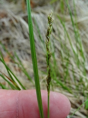 Carex diandra
