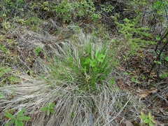 Carex diandra