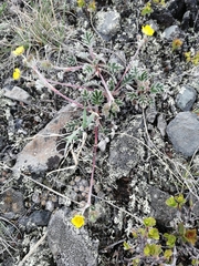 Potentilla sericea