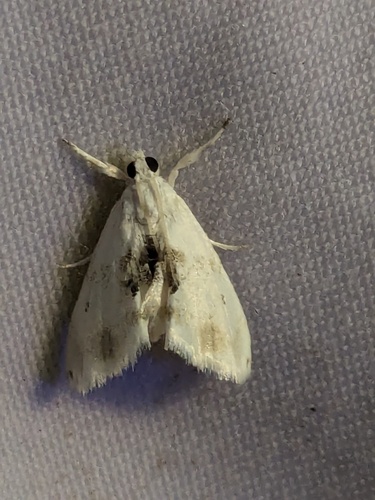 Lipocosma adelalis photo 3