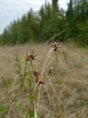 Juncus brachycephalus