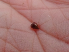 Juncus brachycephalus