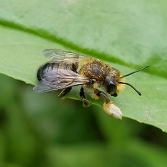 Megachile frigida