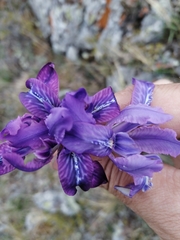 Iris tigridia