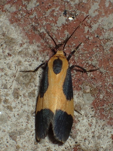 Kentucky Lichen Moth photo 4