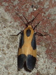 Cisthene kentuckiensis