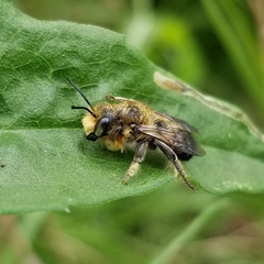 Megachile frigida