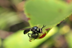 Cerotainia