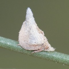Mistharnophantia