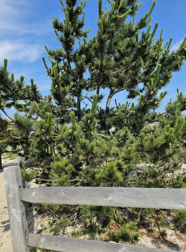 Japanese black pine