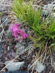Oxytropis stenophylla
