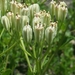 Arnoglossum floridanum - Photo 由 Jay Horn 所上傳的 (c) Jay Horn，保留部份權利CC BY