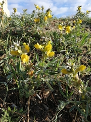 Thermopsis lanceolata