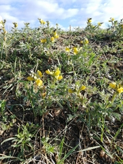 Thermopsis lanceolata