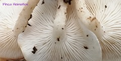 Ripartitella brasiliensis