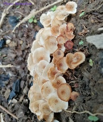Ripartitella brasiliensis
