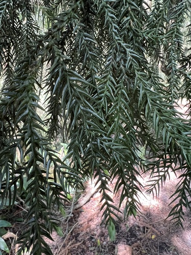 Taiwania cryptomerioides, photograph 4