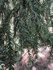 Taiwania cryptomerioides, photograph author not stated, no rights reserved