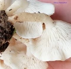 Ripartitella brasiliensis