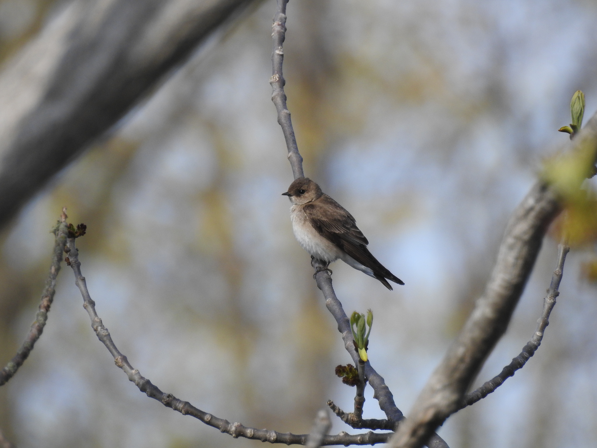Northern Rough-winged Swallow (Stelgidopteryx serripennis)