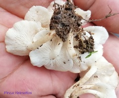 Ripartitella brasiliensis