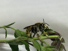 Anthidium manicatum