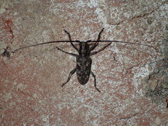 Monochamus carolinensis