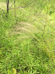 Agrostis hyemalis