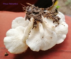 Ripartitella brasiliensis