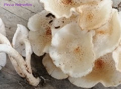 Ripartitella brasiliensis