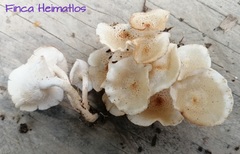 Ripartitella brasiliensis
