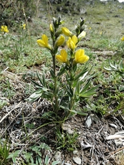 Thermopsis lanceolata