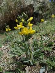 Thermopsis lanceolata