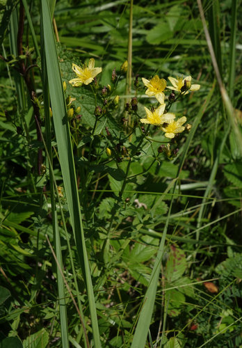 Hypericum elegans (Hypericum elegans)