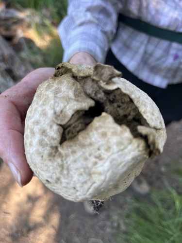 iNaturalist observation photo of Sculptured Puffball