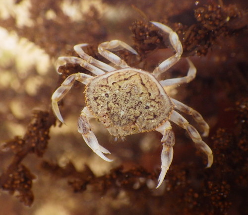 Dungeness Crab, photo 5 of 10