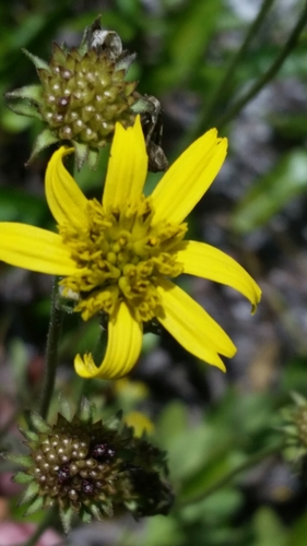 Image of Verbesina heterophylla by (c) Jay Horn, some rights reserved (CC BY)
